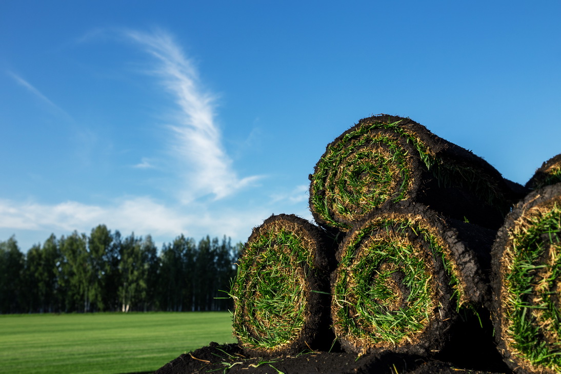 Fresh turf rolls on a garden lawn
